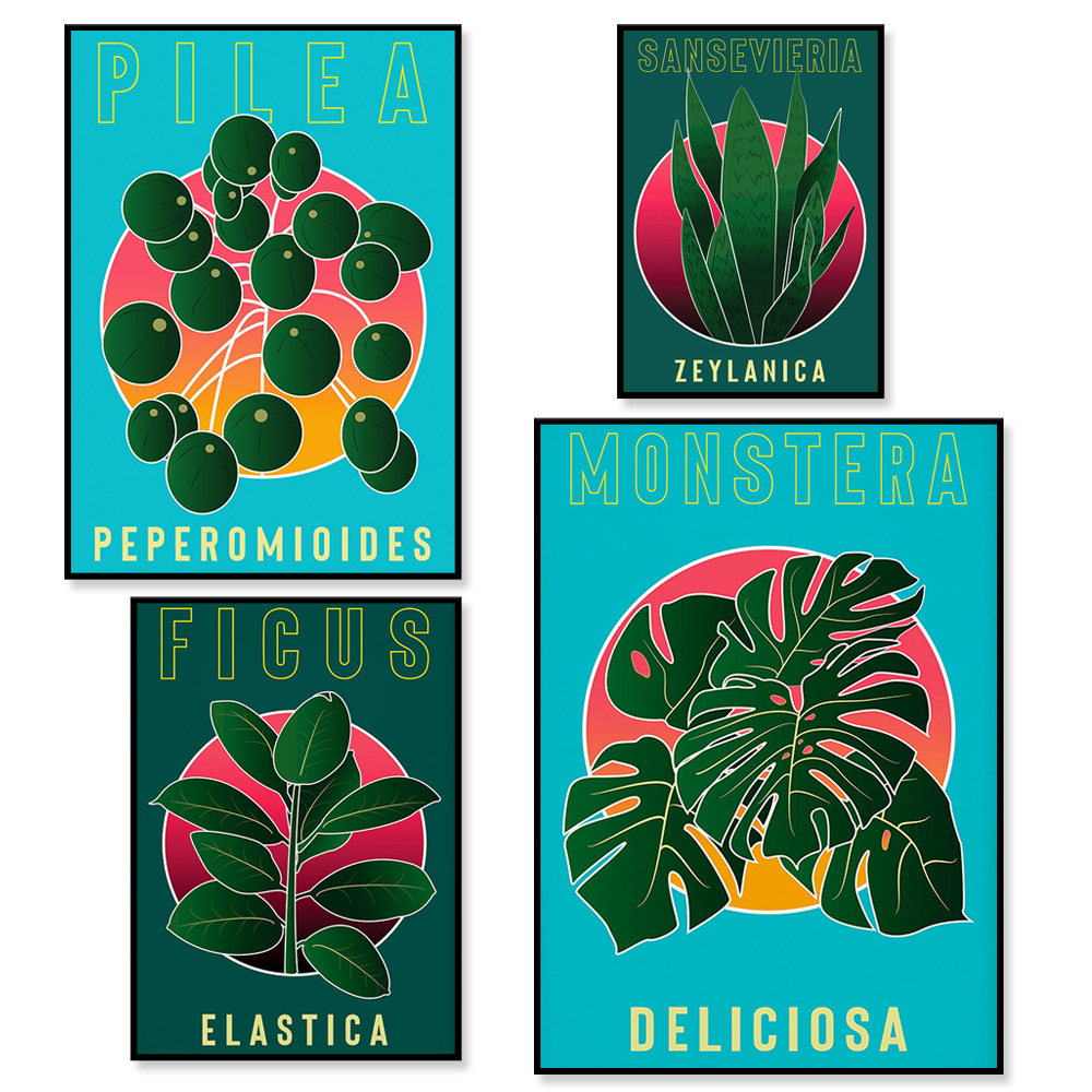 Monstera Deliciosa, Sansevieri - Rubber Plant Ficus avis et prix