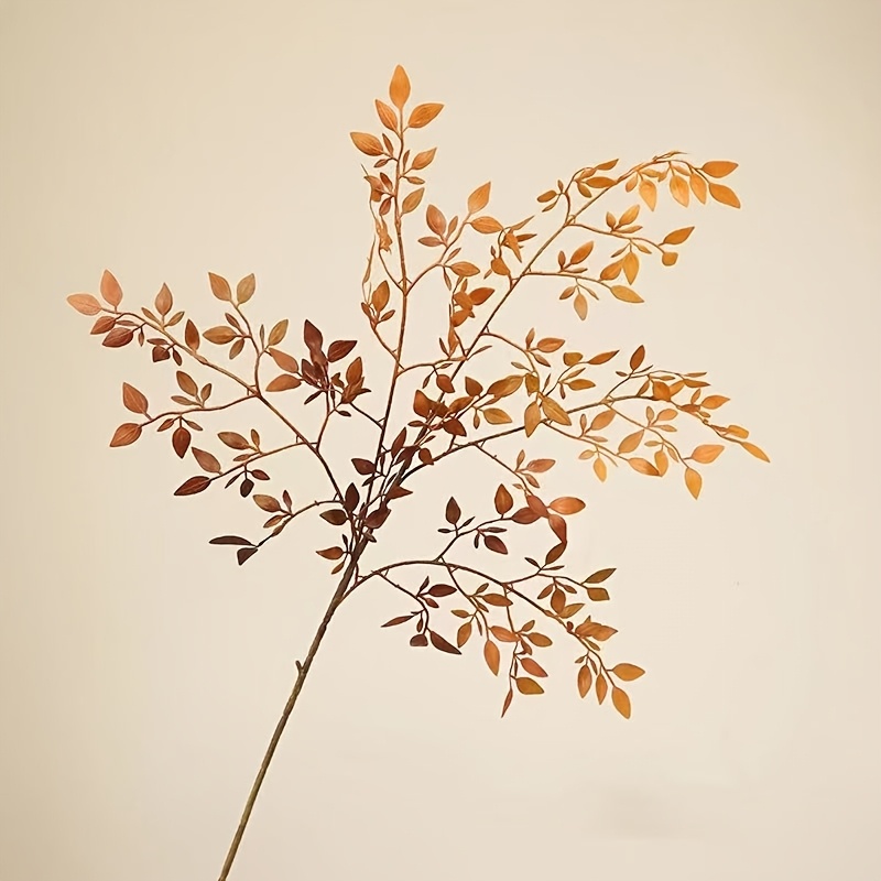 1 Piece, Single Stem, Without  - Rubber Plant Ficus avis et prix