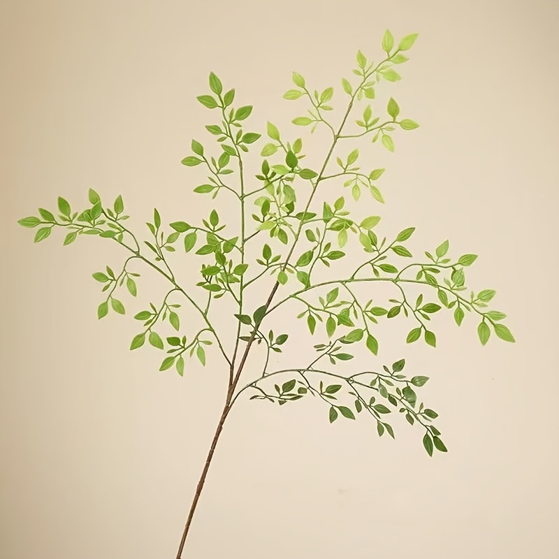 1 Piece, Single Stem, Without  - Rubber Plant Ficus avis et prix