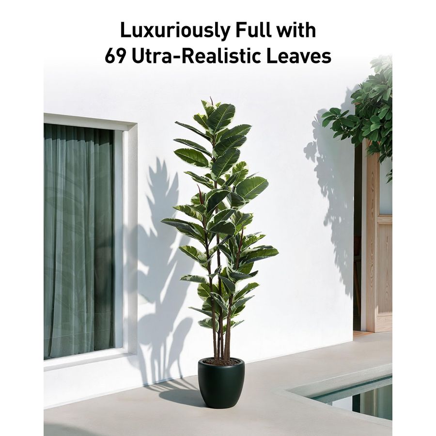 Rubber Tree Plant 6ft Tall Fau - Rubber Plant Ficus avis et prix