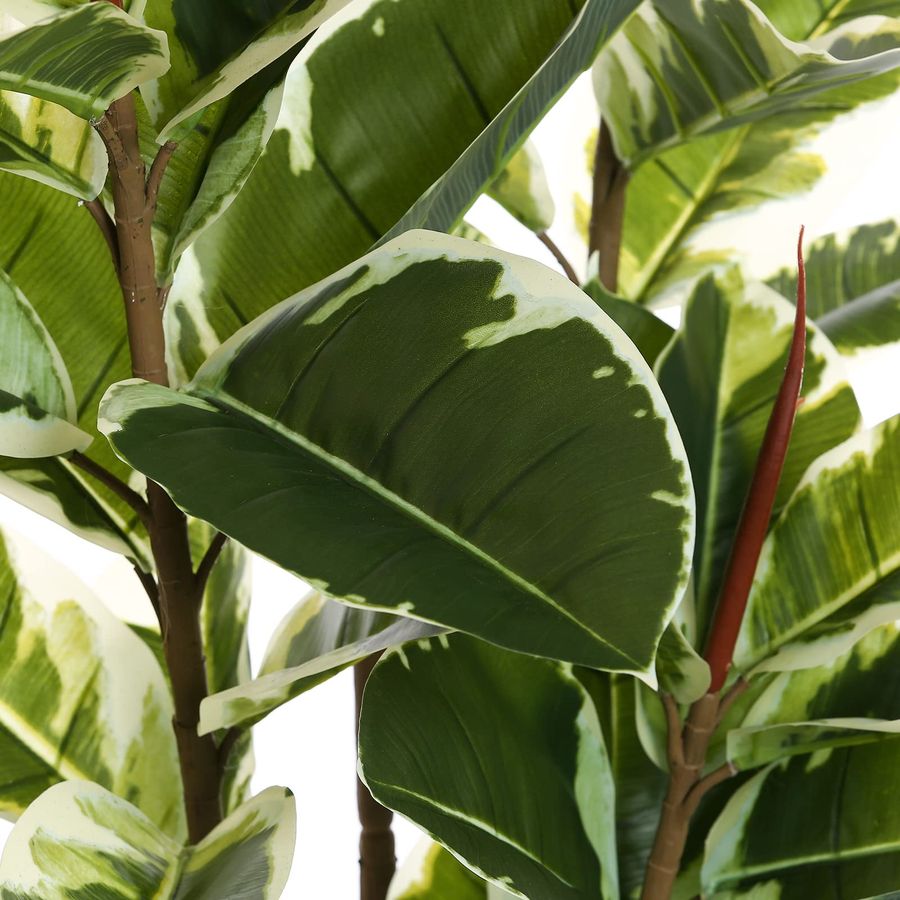 Rubber Tree Plant 6ft Tall Fau - Rubber Plant Ficus avis et prix