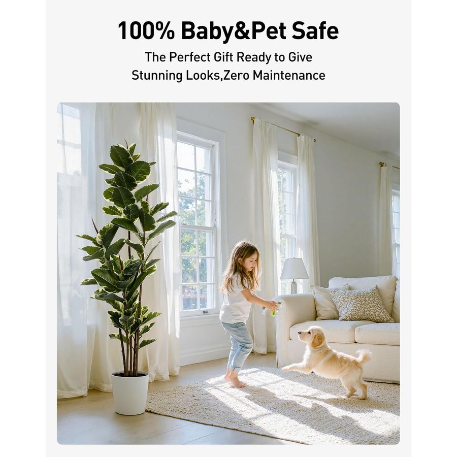 Rubber Tree Plant 6ft Tall Fau - Rubber Plant Ficus avis et prix