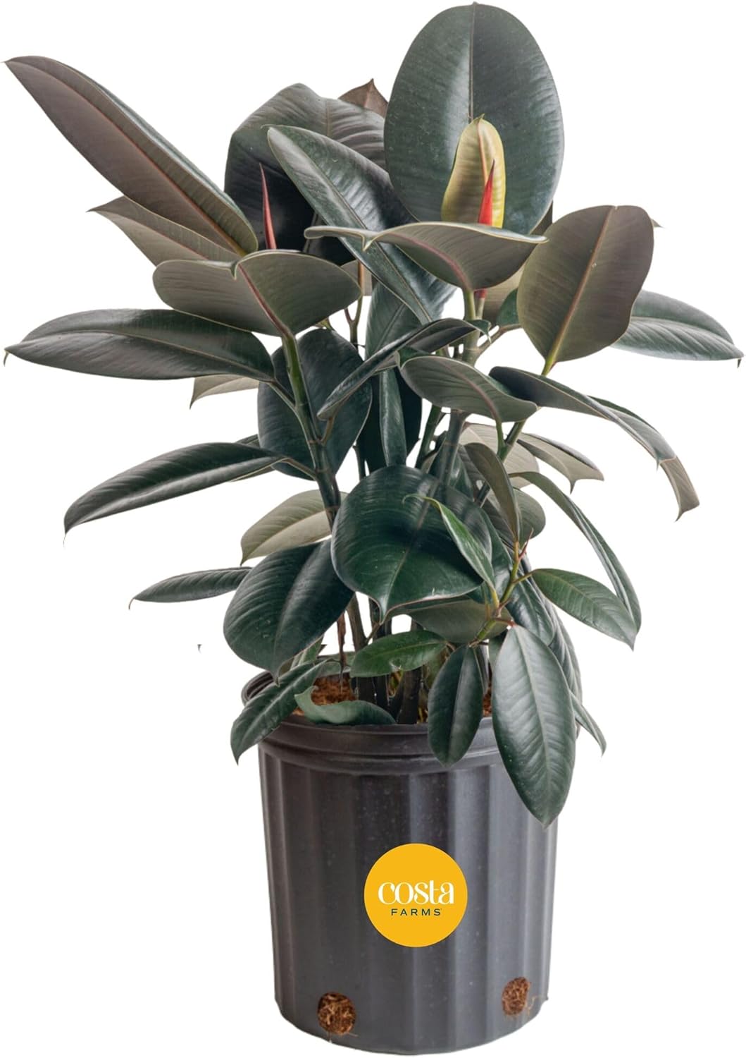 Burgundy Rubber Plant, Live Fi - Rubber Plant Ficus avis et prix