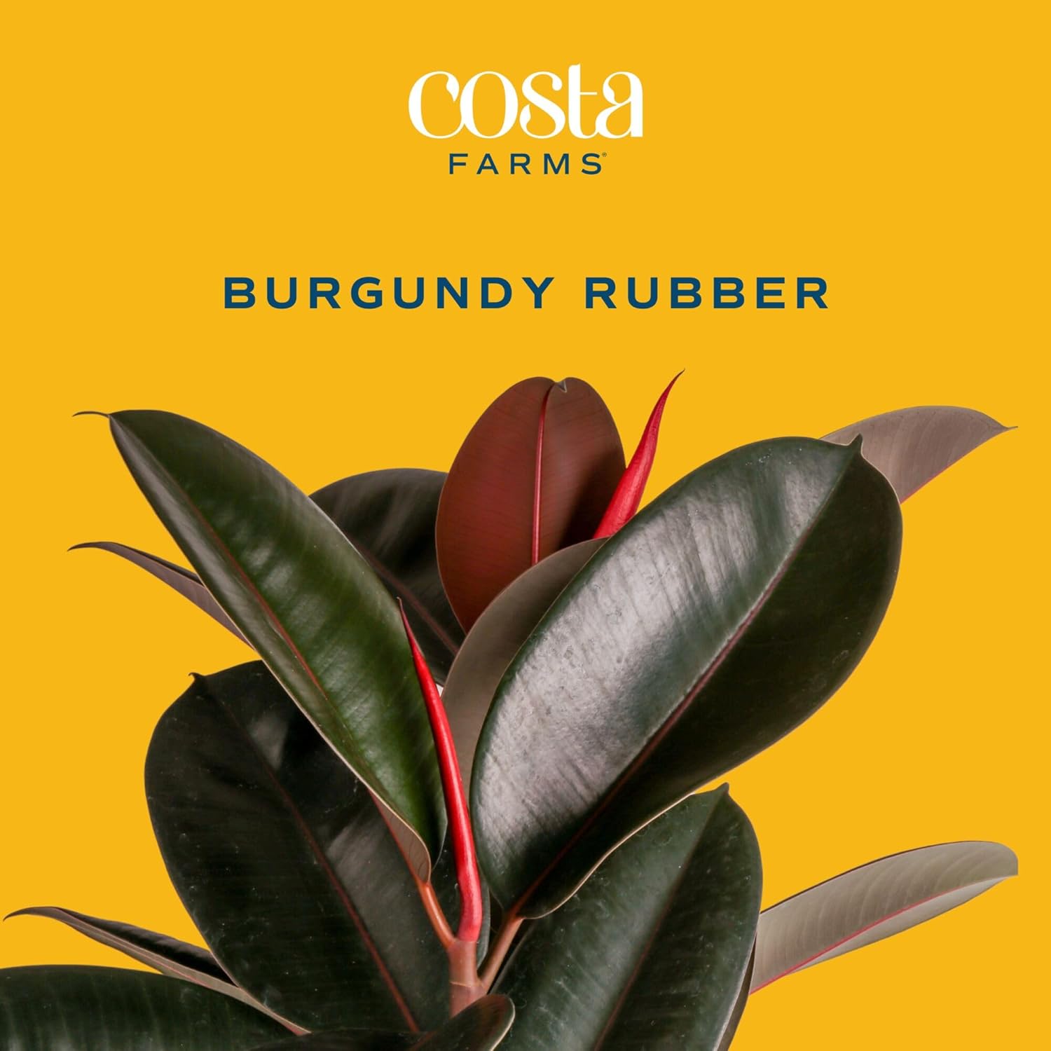 Burgundy Rubber Plant, Live Fi - Rubber Plant Ficus avis et prix