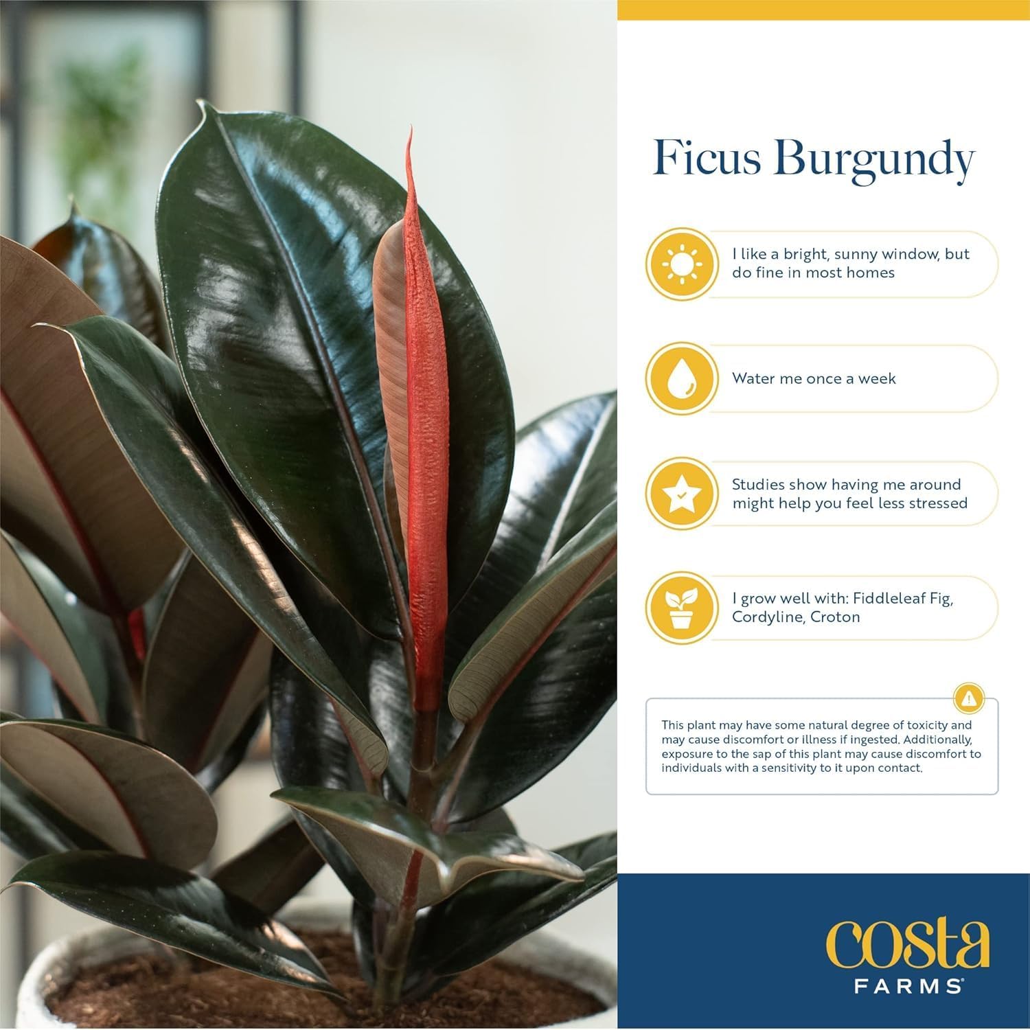 Burgundy Rubber Plant, Live Fi - Rubber Plant Ficus avis et prix