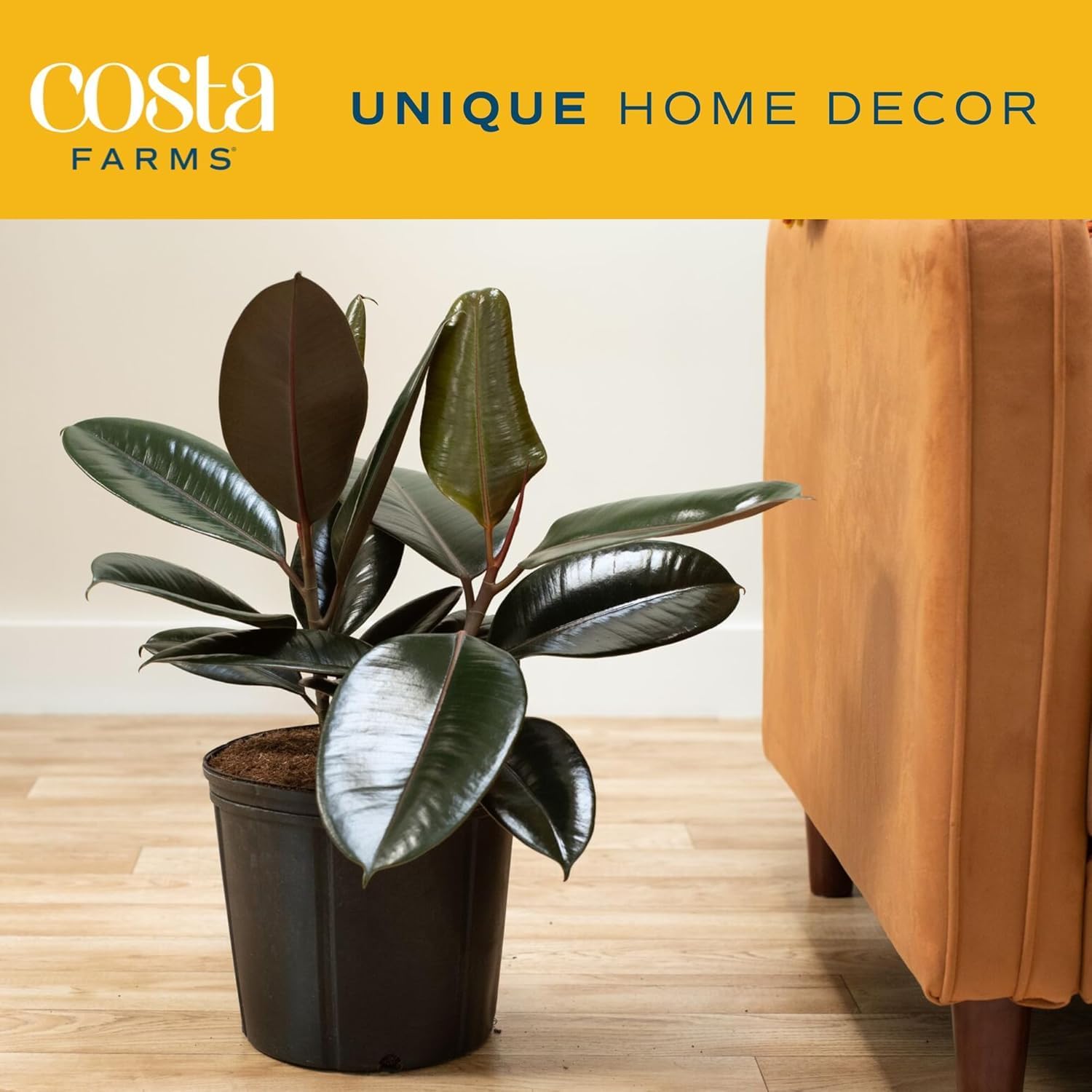 Burgundy Rubber Plant, Live Fi - Rubber Plant Ficus avis et prix