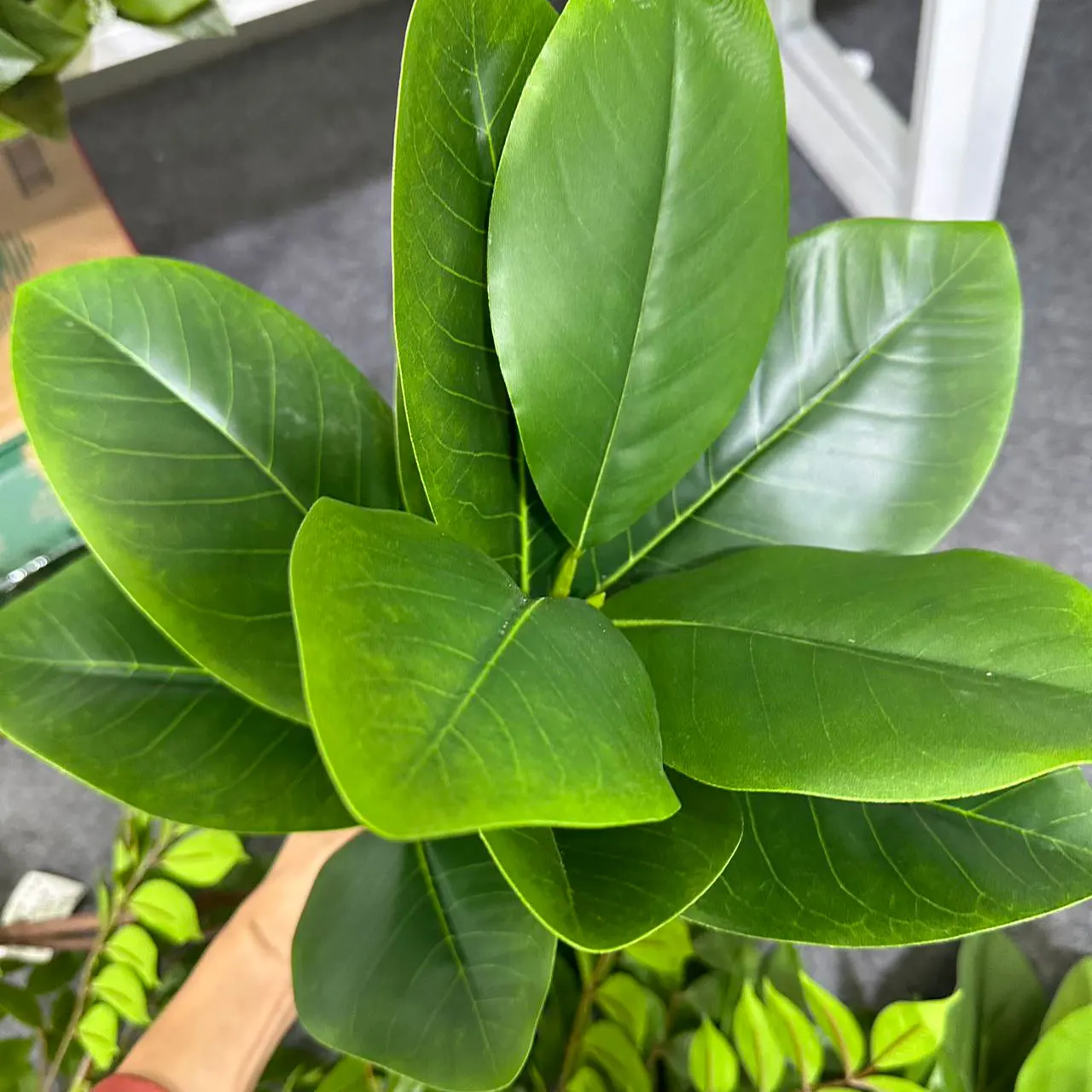 70/135cm Artificial Ficus Tree - Rubber Plant Ficus avis et prix